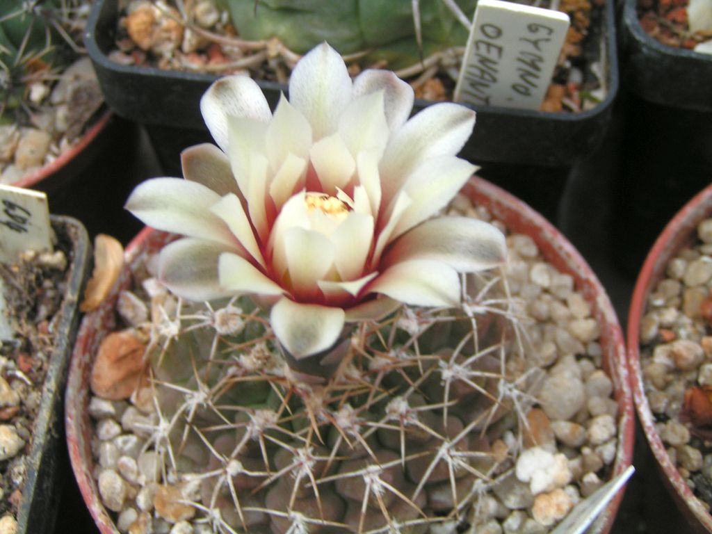 Gymnocalycium guehlianum